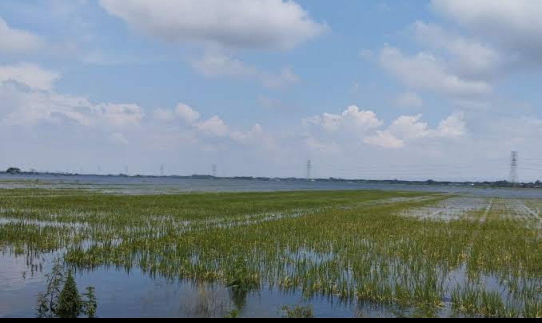 Lahan pertanian di Demak Jawa Tengah yang terdampak banjir. (Ahmad/Kabarterdepan.com) 