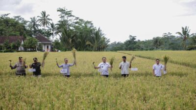 Bupati Jember saat merayakan panen raya padi melimpah, Rabu (17/4/2024). (Lana/kabarterdepan.com)