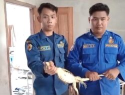 Heboh Biawak di Atap Rumah Warga di Mojokerto, Dievakuasi Petugas Damkar