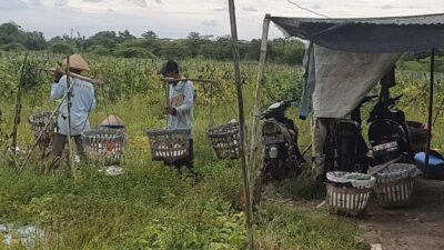 Maling di Sidoarjo Hampir Babak Belur Usai Curi Uang Buruh Petani Melon