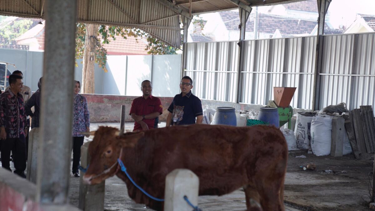 IMG 20240514 WA0056 1 Pj Wali Kota Mojokerto melakukan pengawasan terhadap hewan kurban Jepang hari raya Iduladha. (Diskominfo Kota Mojokerto)