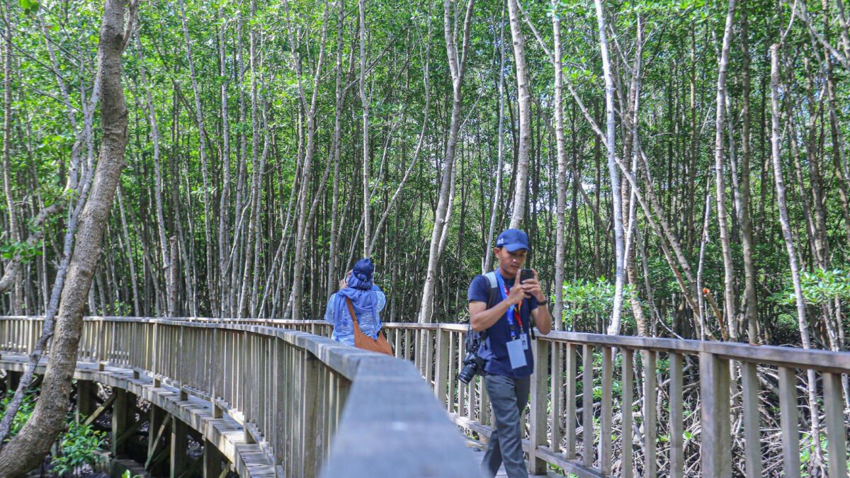 Pengunjung melihat tanaman vegetasi bakau atau mangrove di Tahura Ngurah Rai, Bali. (Infopublik for kabarterdepan. com) 