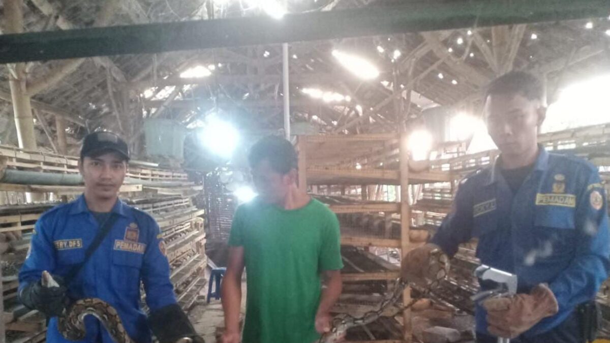 Usai Memangsa Hewan Peliharaan, Ular Sanca di Peternakan Burung Puyuh Dievakuasi Damkar