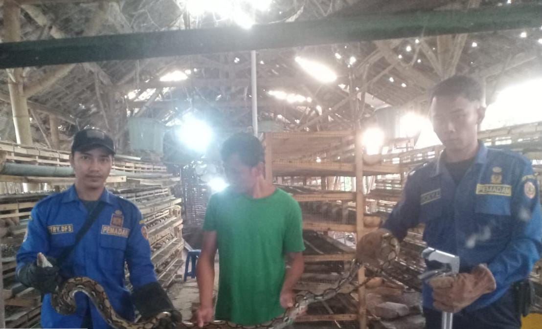 Ular yang dievakuasi petugas damkar. (Redaksi/kabarterdepan.com) 