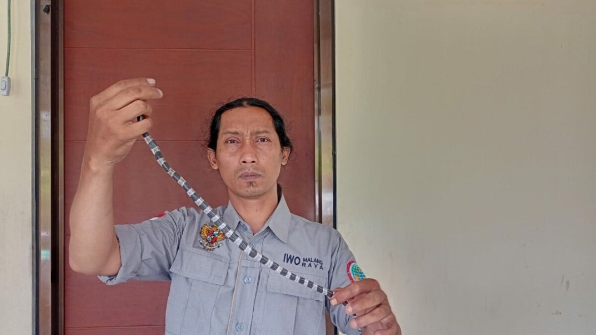 Eko Sabdianto menunjukkan jenis ular weling yang ditemukannya di Perumdin Veteran Kota Batu, Selasa (7/5/2024). (Yan/kabarterdepan.com)