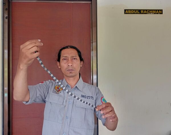 Penghuni Perumdin Veteran Kota Batu Dihebohkan Penemuan Ular Weling