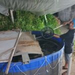 Budidaya Ikan Nila Teknologi Biofloc Program dari Dinas Pertanian dan Ketahanan Pangan Kota Batu, Hasil Menjanjikan