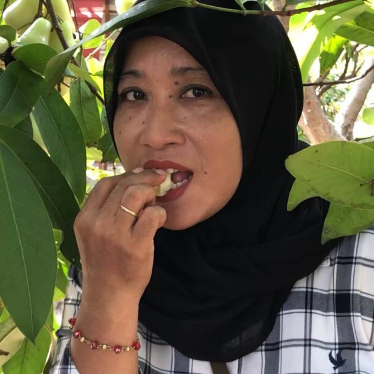 Segarnya Petik Jambu Air Langsung dari Pohon di Mojokerto