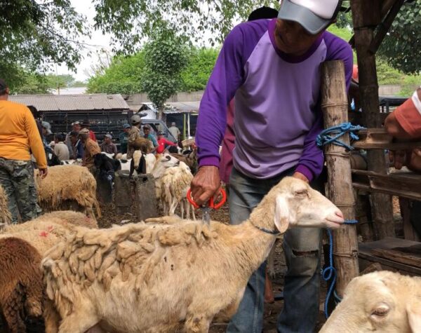 Jelang Idul Adha, Tukang Potong Bulu Kambing di Mojokerto Kebanjiran Order