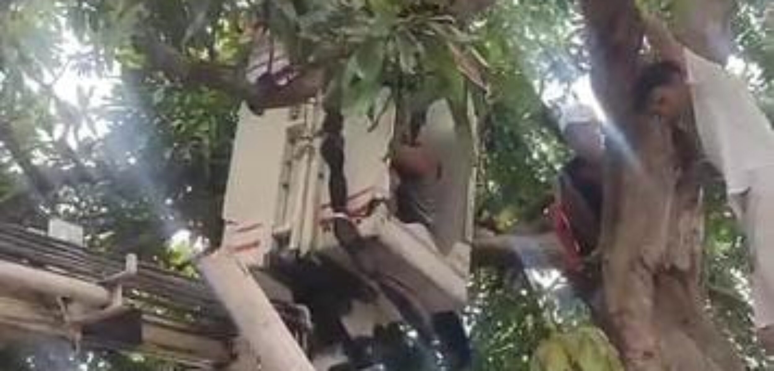 Proses evakuasi warga yang tersangkut diatas pohon mangga di Desa Tunggal Pager, Kecamatan Pungging, Kabupaten Mojokerto, Senin (24/6/2024) pagi (Andy / Kabarterdepan.com)