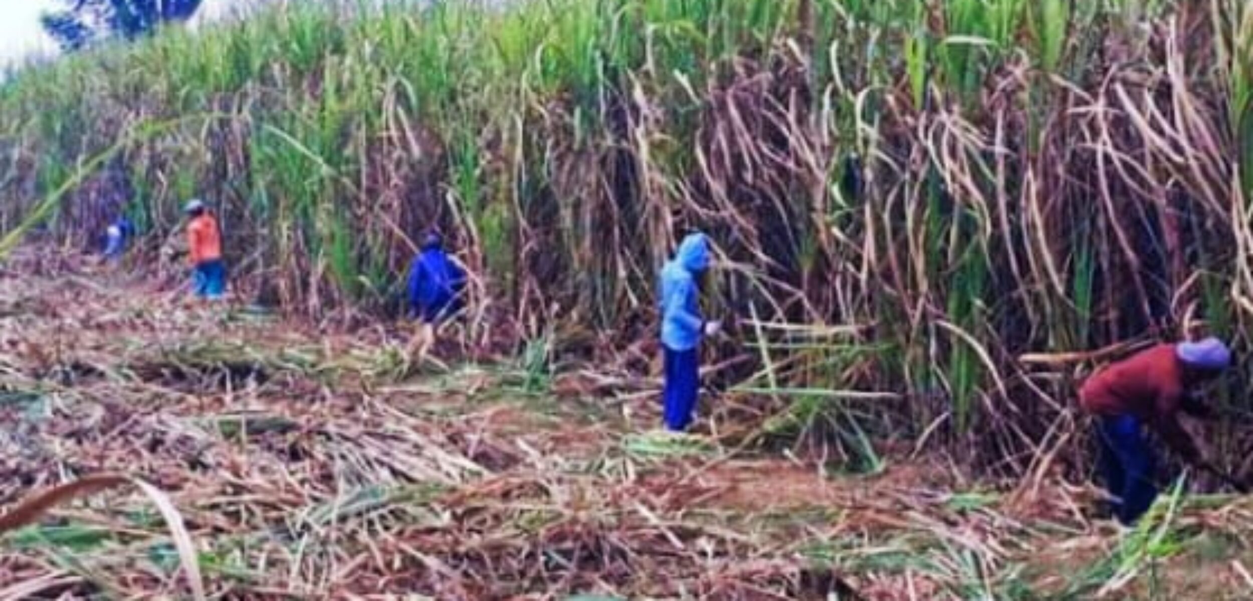 Sejumlah petani tebu di Sragen mulai panen.( Masrikin/kabarterdepan.com)