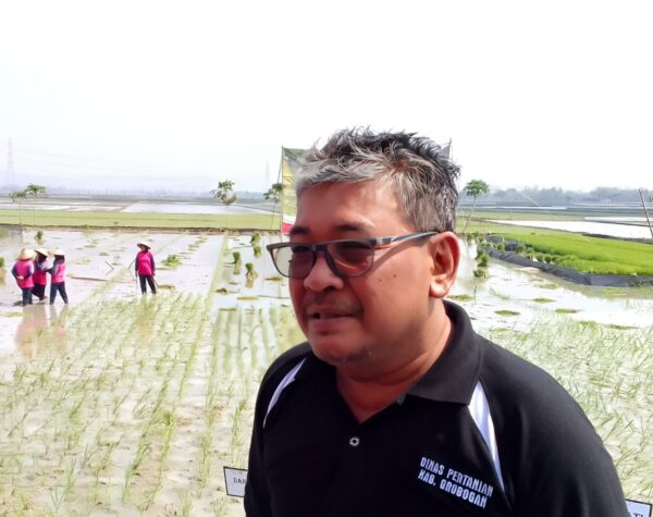 Stok Pupuk Menumpuk di Distributor, Ini Penjelasan Dinas Pertanian Grobogan