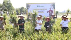 Panen Raya Padi di Desa Pendem, Pj Wali Kota Batu : Petani Adalah Pahlawan di Bidang Pangan