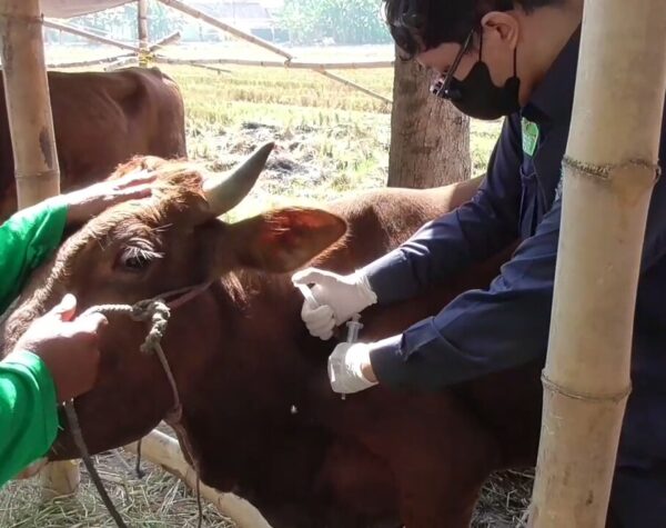 Sidak Hewan Kurban, Disparperta Sidoarjo Temukan 3 Sapi Terindikasi PMK