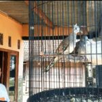 Uniknya Burung Perkutut di Sragen, Ada Petunjuk Mimpi dan Pernah Ditawar Rp 25 Juta