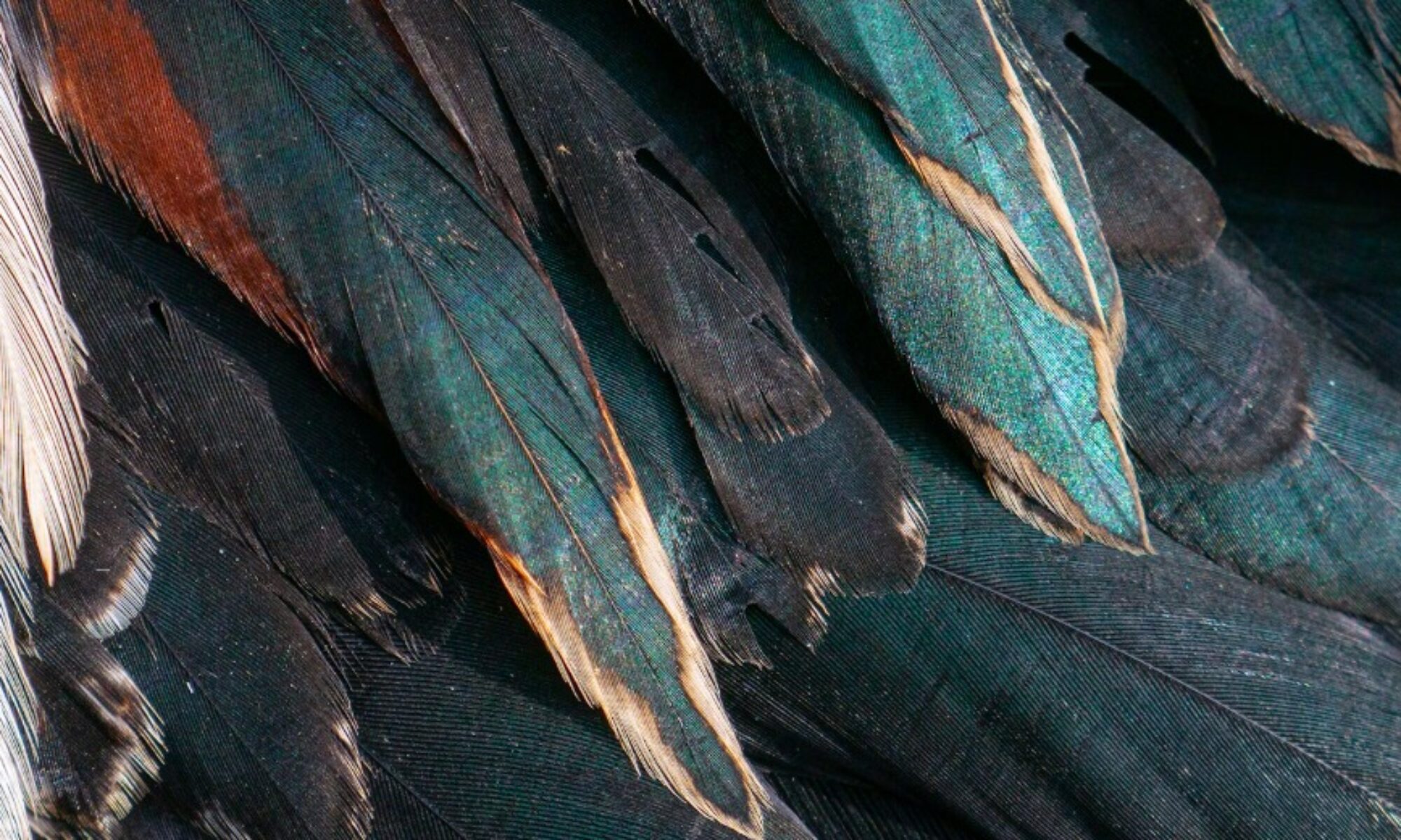 WhatsApp Image 2024 06 03 at 11.26.19 AM