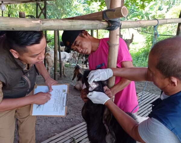 Jelang Idul Adha, Pemkot Mojokerto Mulai Monitoring Hewan Kurban di Lapak-lapak