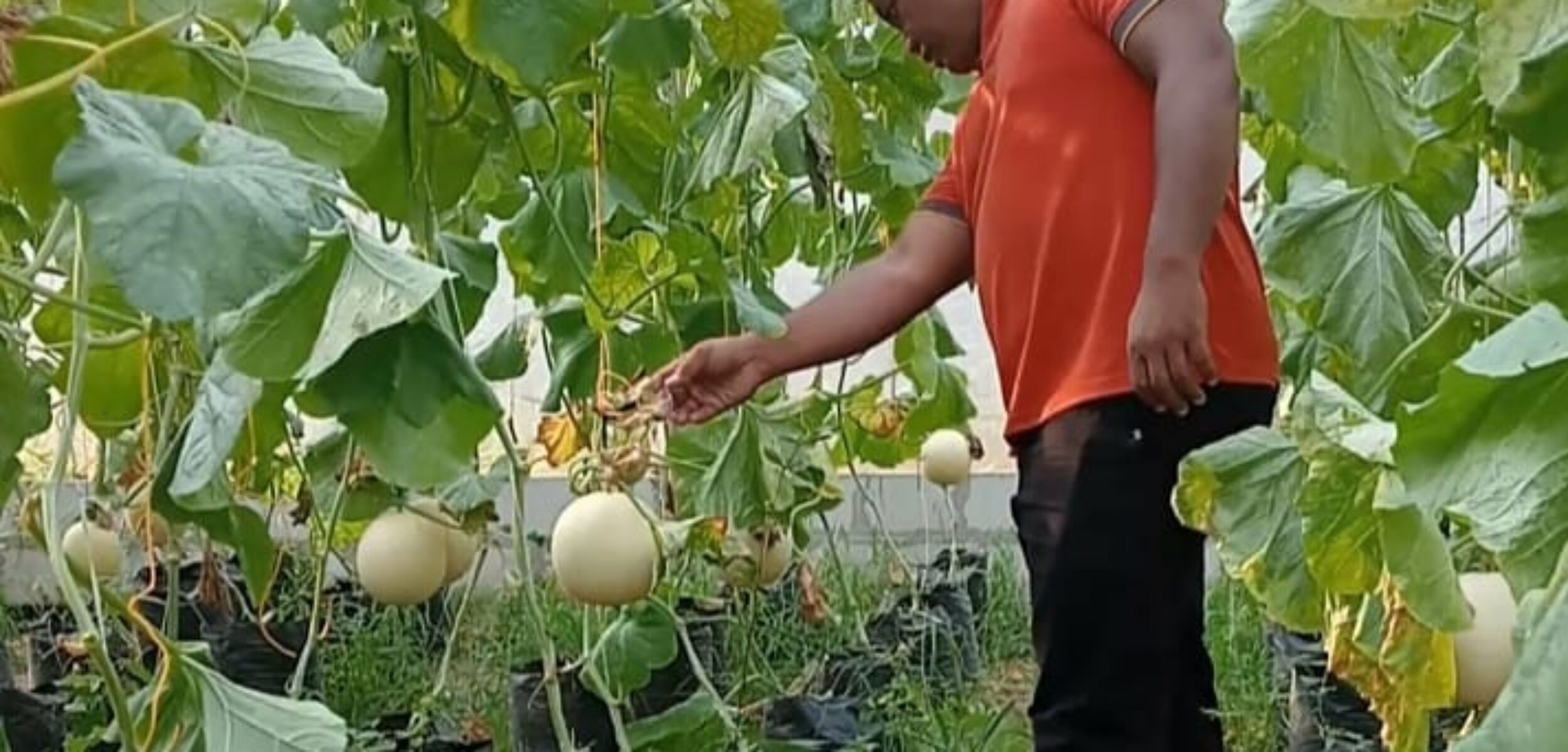 Menengok Sukses Budidaya Melon Kades di Sragen, Sekali Panen Hasilkan 1,2 Ton