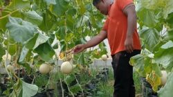 Menengok Sukses Budidaya Melon Kades di Sragen, Sekali Panen Hasilkan 1,2 Ton