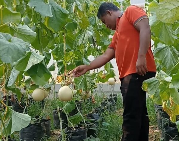 Menengok Sukses Budidaya Melon Kades di Sragen, Sekali Panen Hasilkan 1,2 Ton