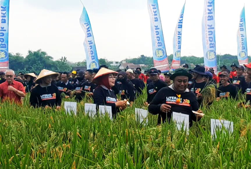 Forkominda Grobogan mengikuti petik padi menggunakan Ani Ani pecahkan rekor muri dunia (Masrikin/kabarterdepan.com)