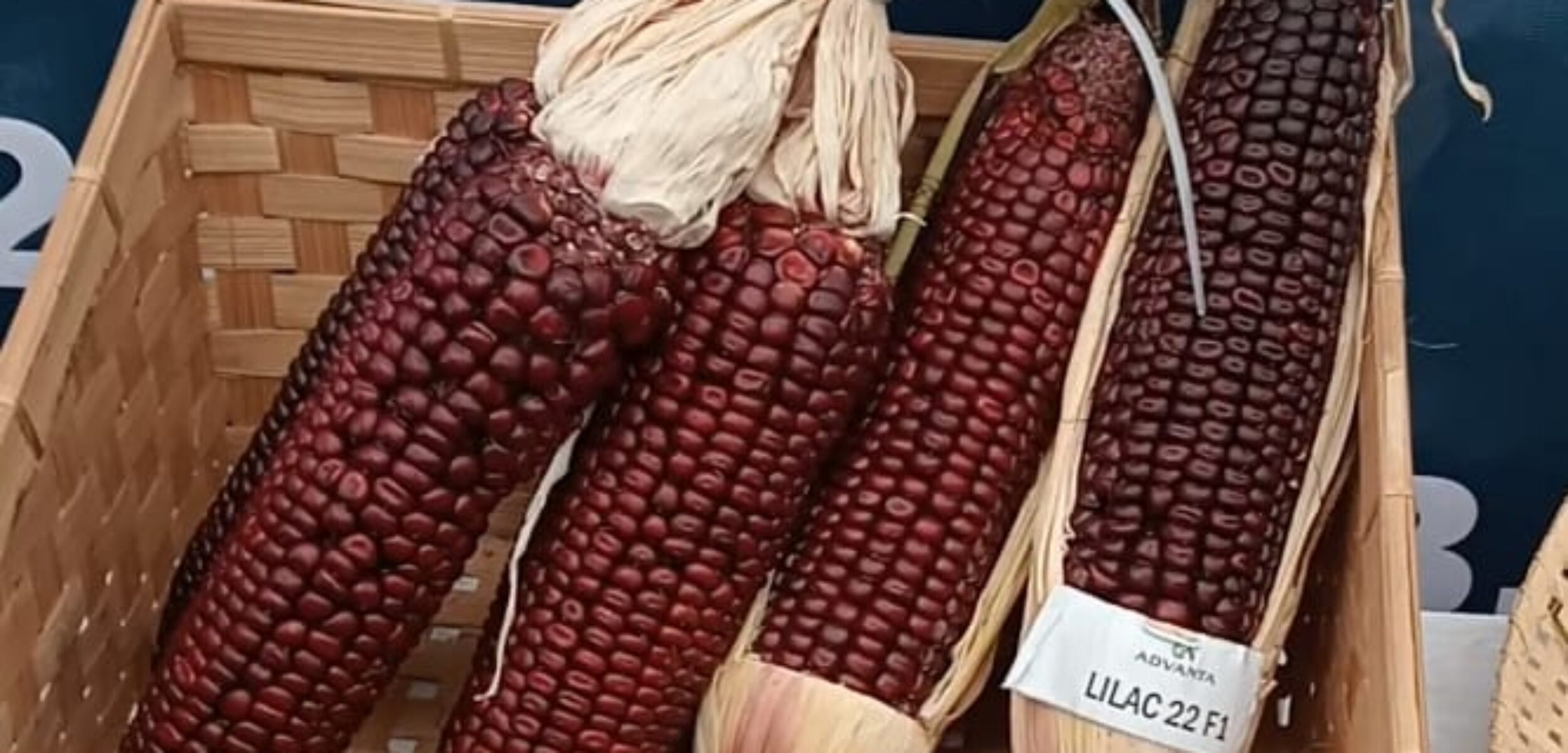 Produk jagung varietas Lilac 22 F1 di klaim bermanfaat bagi kesehatan tubuh.( Masrikin/kabarterdepan.com)