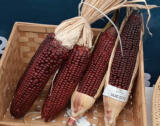 Produk jagung varietas Lilac 22 F1 di klaim bermanfaat bagi kesehatan tubuh.( Masrikin/kabarterdepan.com)