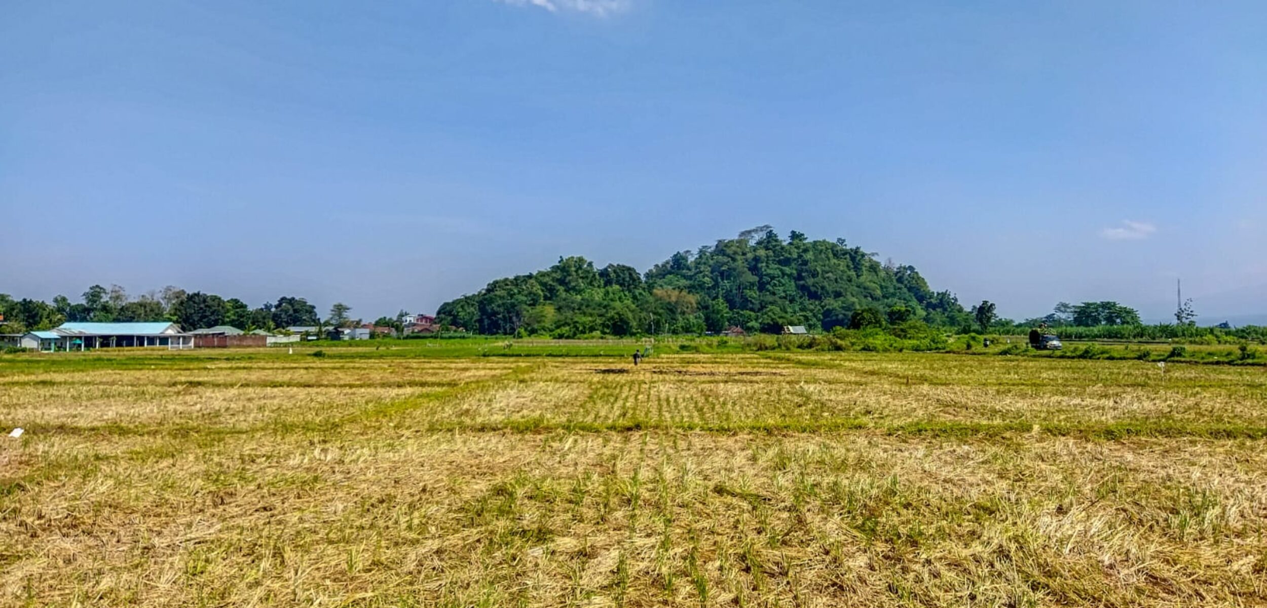 NJOP tanah pertanian di Jember naik. (Lana/kabarterdepan.com)