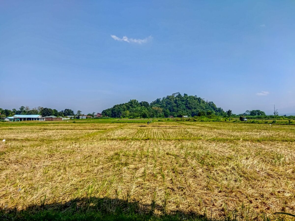 NJOP tanah pertanian di Jember naik. (Lana/kabarterdepan.com)