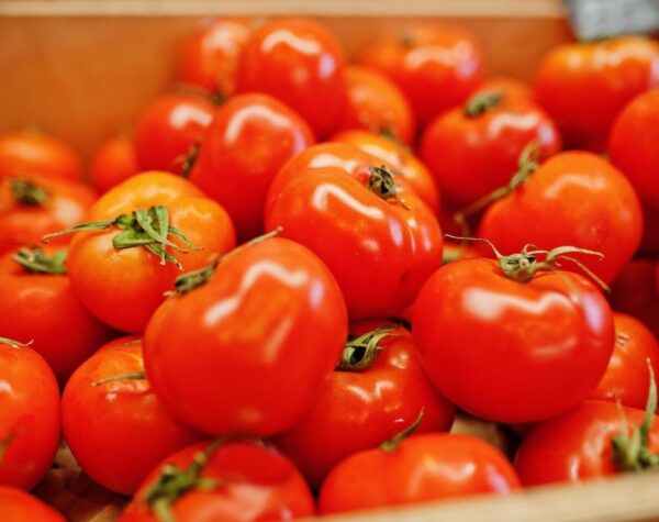 Harga Tomat di Jawa Timur Stabil di Rp8.419, Trenggalek dan Probolinggo Jadi Wilayah Termahal