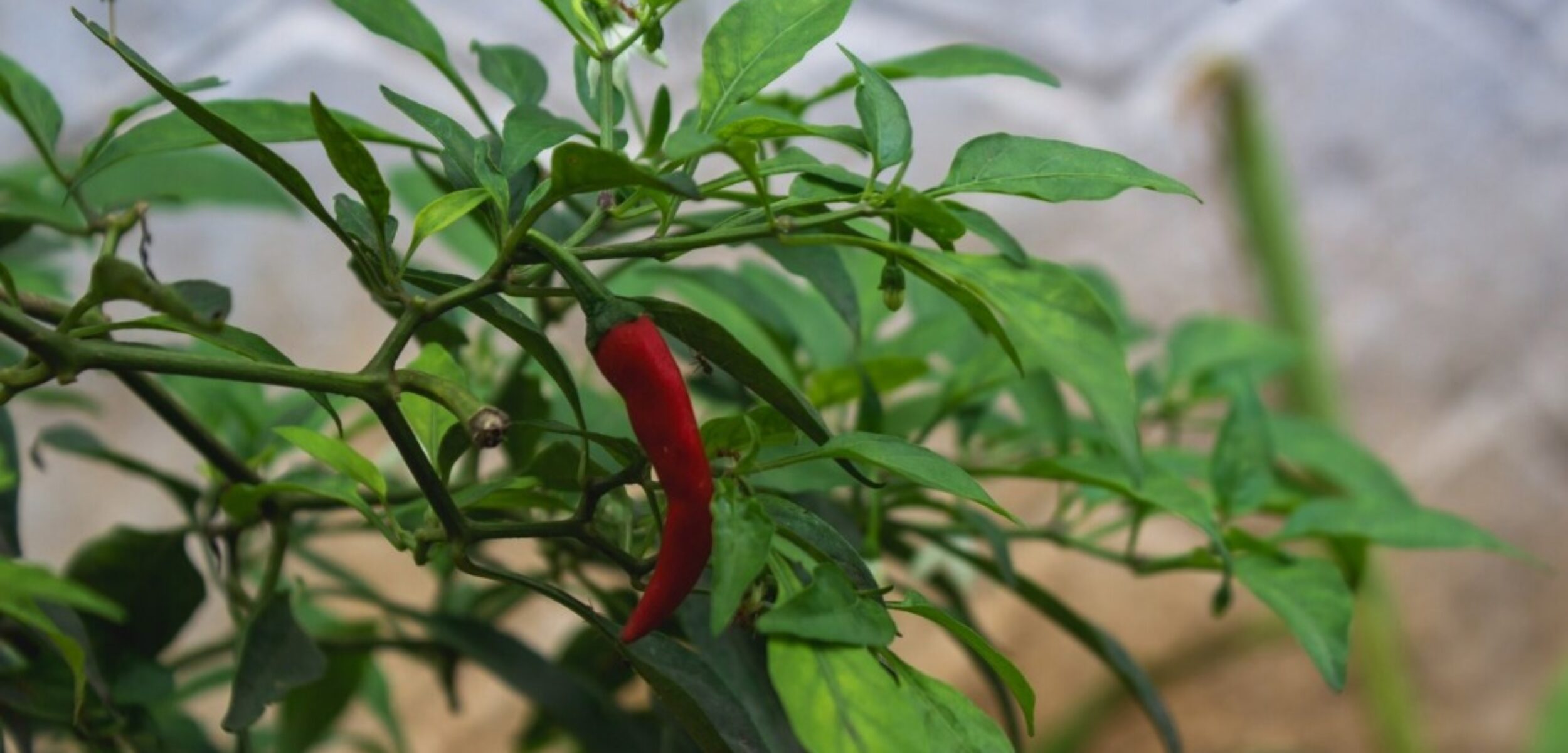 WhatsApp Image 2024 07 31 at 10.07.02 PM