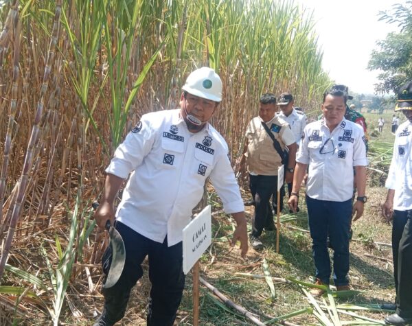 Dukung Swasembada Gula, Perum Perhutani KPH Purwodadi Panen Perdana Puluhan Ton Tebu Unggulan