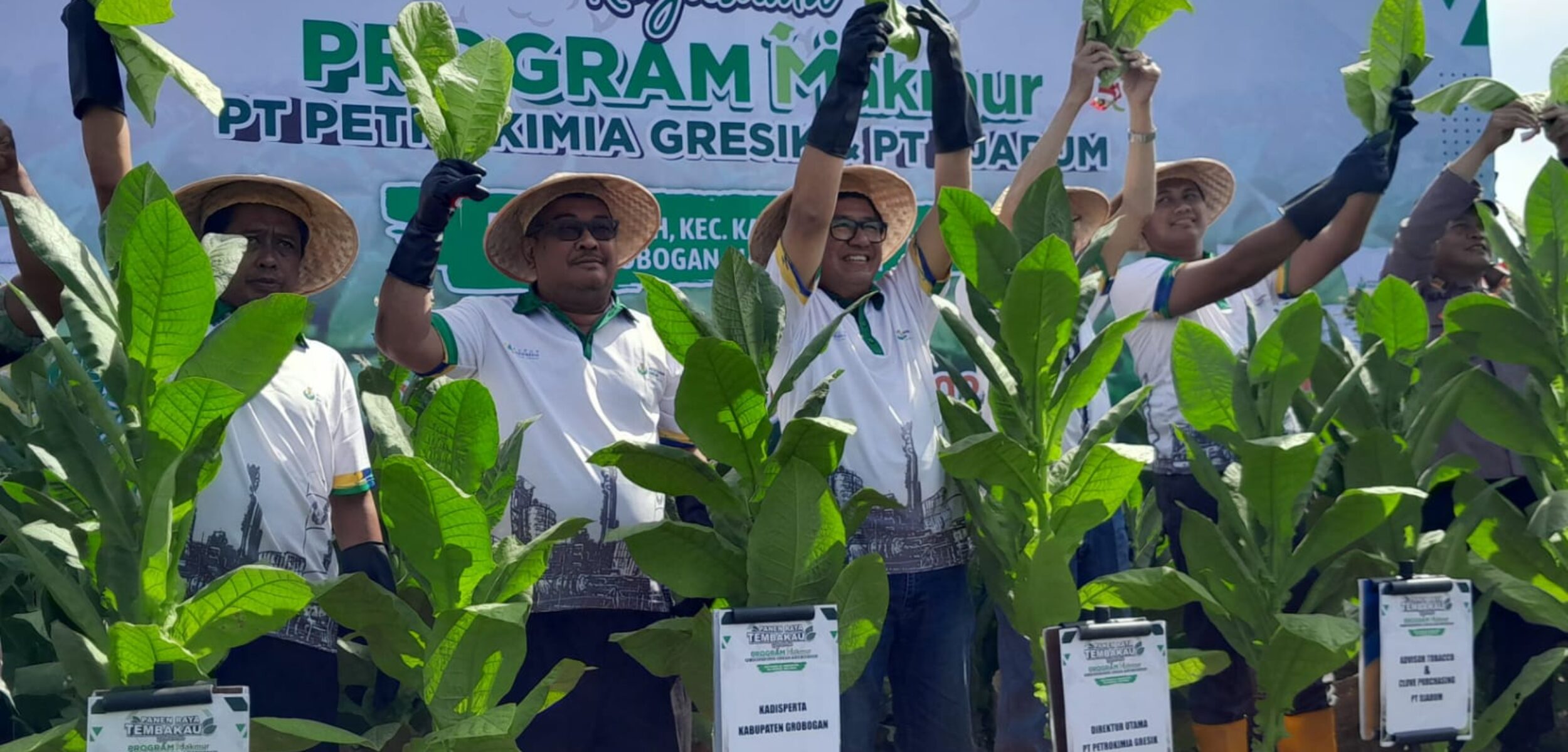 Petani Tembakau di Grobogan Kian Makmur, Ini Penyebabnya
