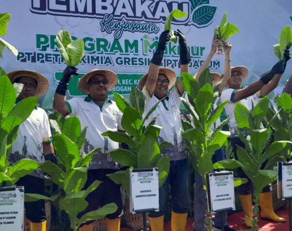 Petani Tembakau di Grobogan Kian Makmur, Ini Penyebabnya
