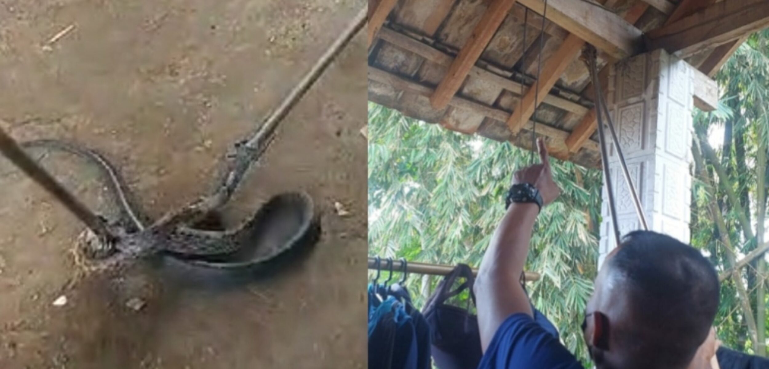 Ular yang dievakuasi petugas BPBD Kabupaten Mojokerto, Sabtu (3/8/2024). (Kolase kabarterdepan.com)