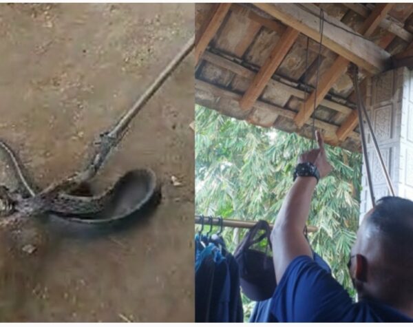 Heboh, Ular 2 Meter Nyangkut di Atap Rumah Warga Trawas Mojokerto