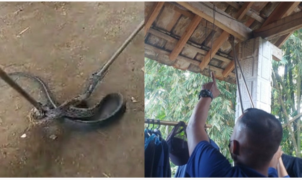 Ular yang dievakuasi petugas BPBD Kabupaten Mojokerto, Sabtu (3/8/2024). (Kolase kabarterdepan.com) 