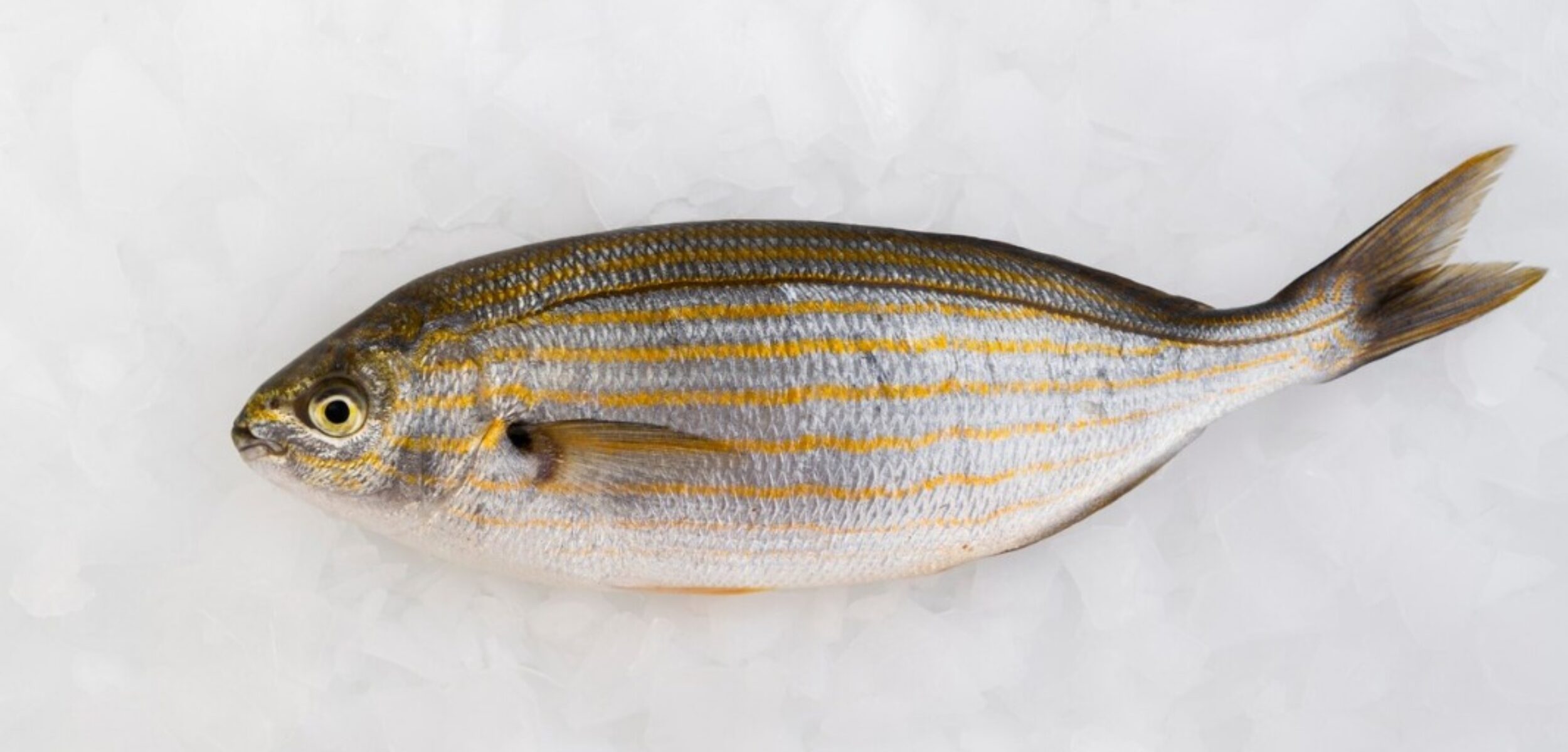 WhatsApp Image 2024 08 19 at 11.04.21 AM