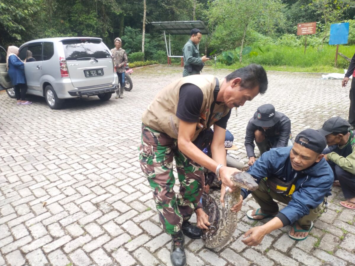 Petugas Tahura mengevakuasi ular berukuran besar dari bawah jembatan cangar, Minggu (1/9/2024) kemarin siang (Andy / Kabarterdepan.com) 