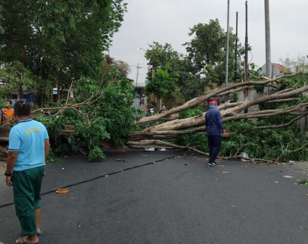 Ternyata Ini Penyebab Pohon Angsana di Pungging Tumbang hingga Memutus Kabel Listrik