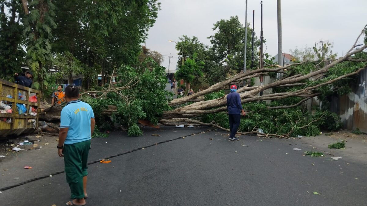 IMG 20240926 WA0004 1 Kondisi pohon angsana yang tumbang di Jalan Raya penghubung Mojosari-Trawas di Desa Lebaksono, Kecamatan Pungging, Kabupaten Mojokerto, Rabu (25/9/2024) siang (Andy / Kabarterdepan.com)