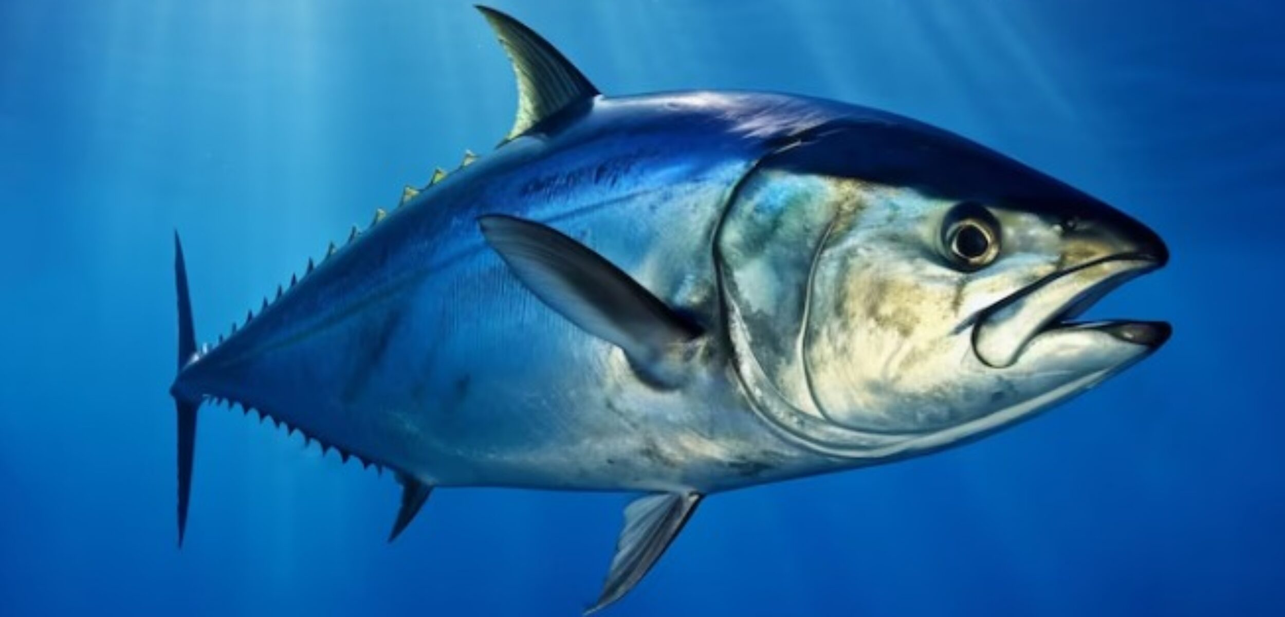 WhatsApp Image 2024 09 09 at 9.49.49 AM