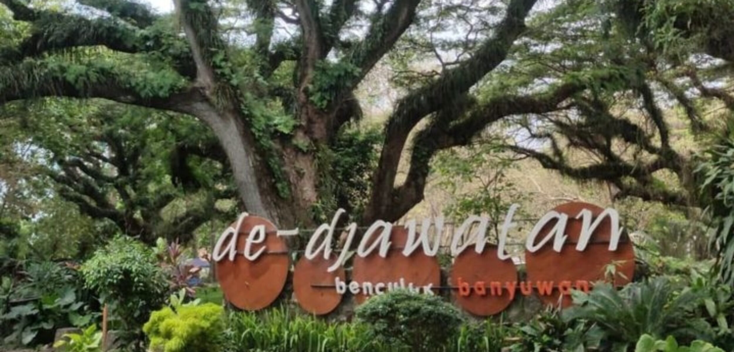 De Djawatan : Hutan Trembesi yang Instagramable di Banyuwangi