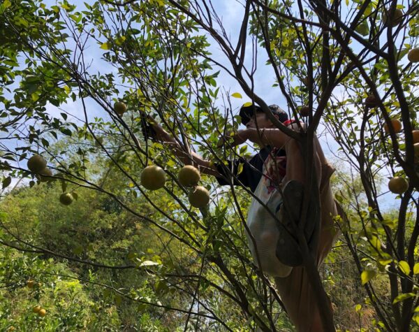 Pertama di Mojokerto, Manisnya Cuan Jeruk Jenis Siam Madu