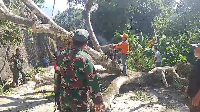 Jalur Akses Wisata Trawas – Pacet Sempat Tertutup Akibat Pohon Tumbang