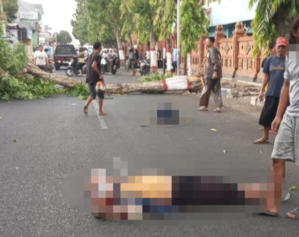 Ayah, Ibu dan Bayi Terluka Setelah Tertimpa Pohon di Kota Mojokerto