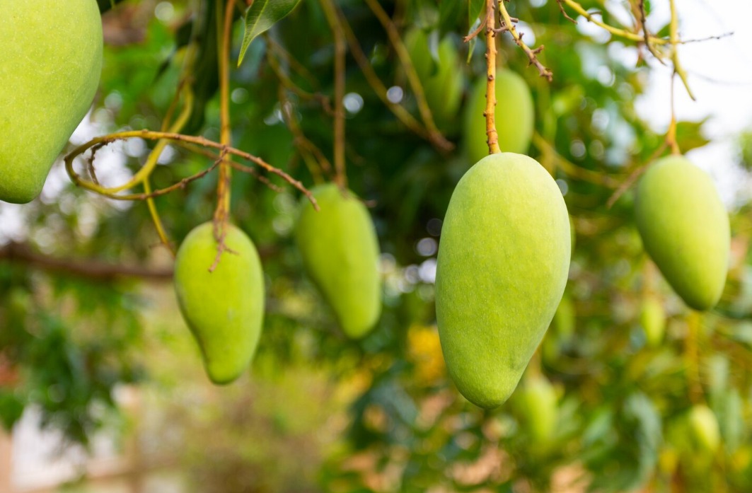 WhatsApp Image 2024 10 31 at 3.28.13 PM