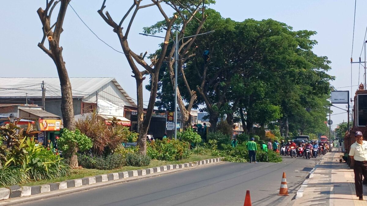 perampingan pohon yang sedang dilakukan di sepanjang jalan RA.Basuni Sooko Kabupaten Mojokerto.