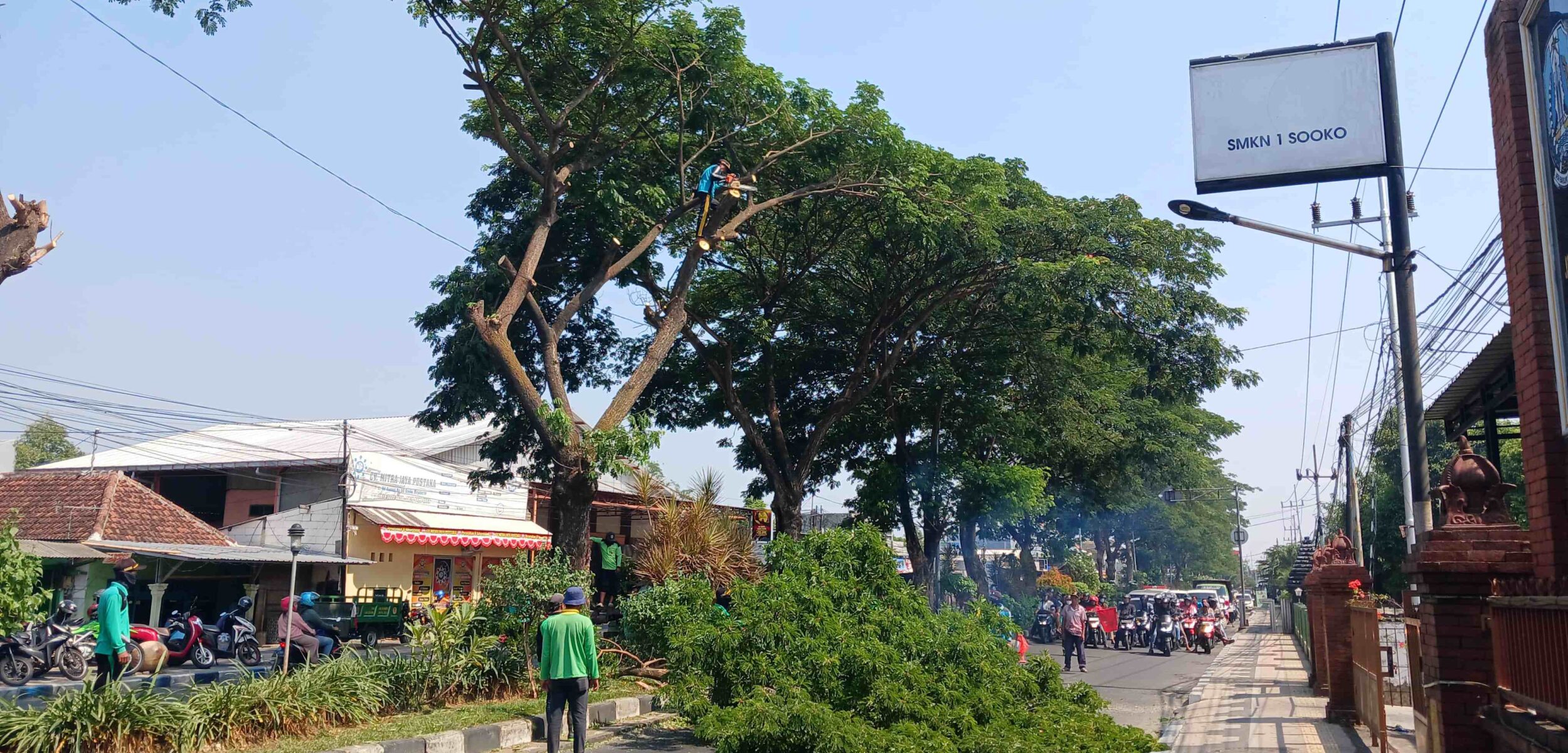 DLH Kabupaten Mojokerto Ungkap Prosedur Perampingan Pohon