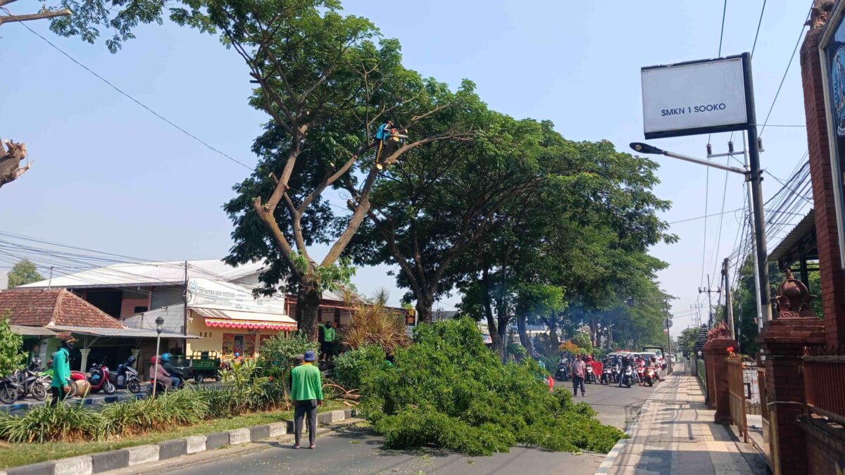 Potret kegiatan perampingan pohon di sepanjang jalan RA.Basuni. (Firda / Kabarterdepan.com)